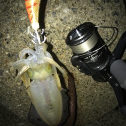 連日アオリGET (^^)/