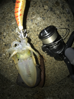 連日アオリGET (^^)/