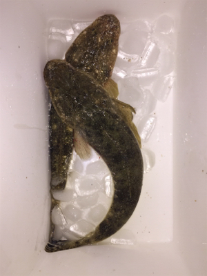 サーフフィッシング