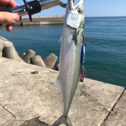 久々のショアジギング