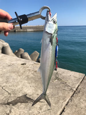 久々のショアジギング