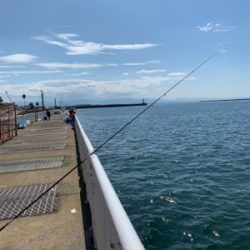 のませでシーバス、ハマチ