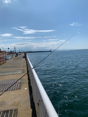 のませでシーバス、ハマチ