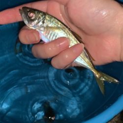 小アジの泳がせでアコウ