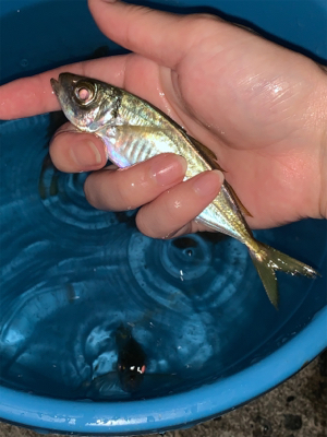 小アジの泳がせでアコウ