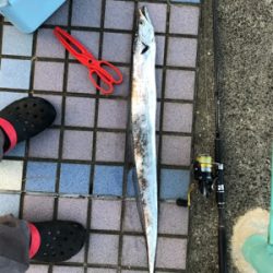 タチウオがやってきた！