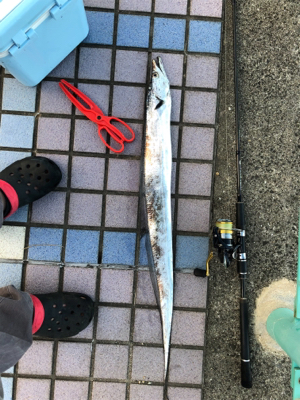 タチウオがやってきた！