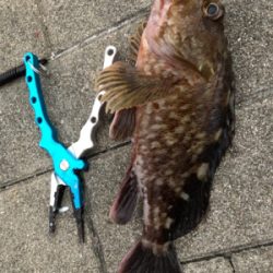 タチウオ解禁⁈