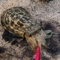 ええのんきたぁ！