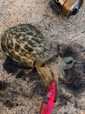 ええのんきたぁ！