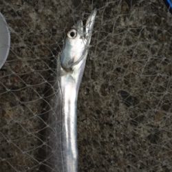 今期初タチウオ