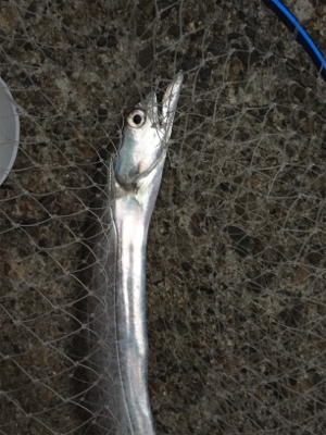 今期初タチウオ