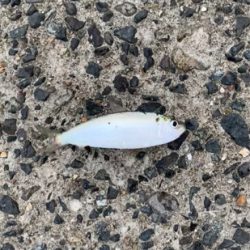 アジだらけ⁉︎