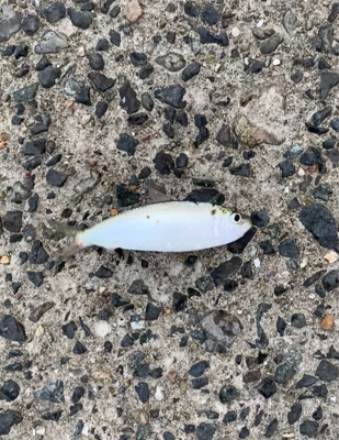 アジだらけ⁉︎