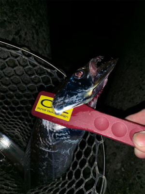 やっと開幕か！