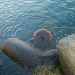 アオリイカ5杯 ツバイソ、ヒラ