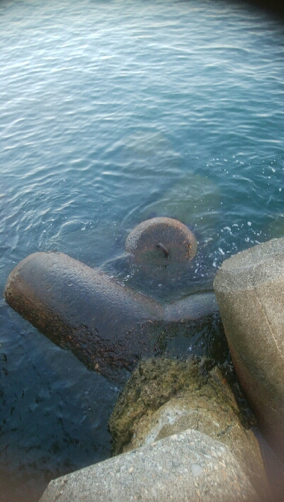 アオリイカ5杯 ツバイソ、ヒラ