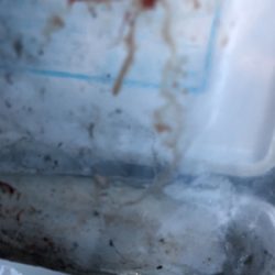 エギングのちアジング