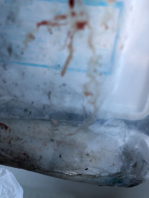 エギングのちアジング