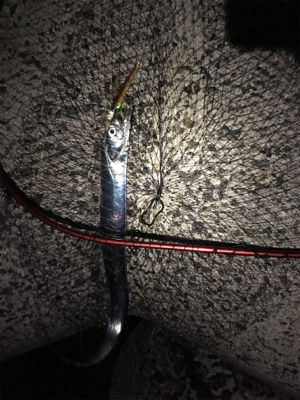 淡路島遠征 タチウオ