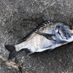 イワシやアジ群れが入っている