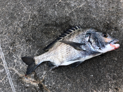 イワシやアジ群れが入っている