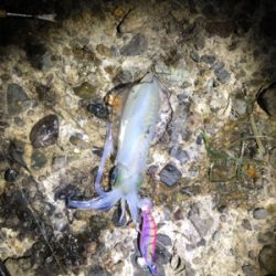 アオリイカ爆釣