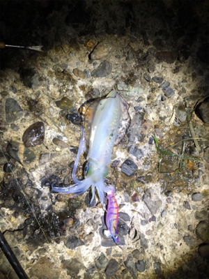 アオリイカ爆釣