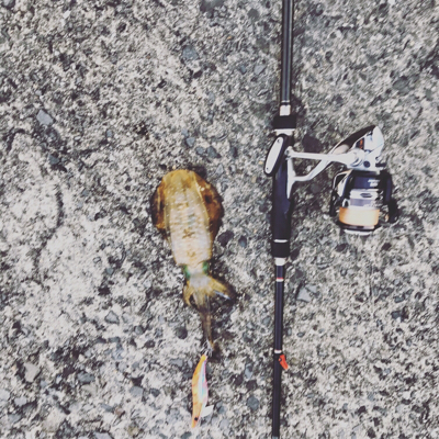 秋イカ開幕してるやん