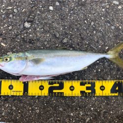 貝塚人工島ハマチ好調！