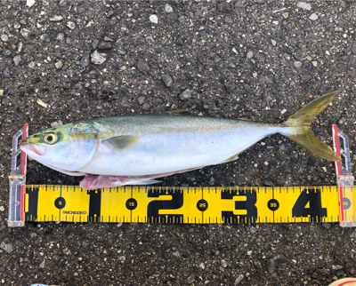 貝塚人工島ハマチ好調！