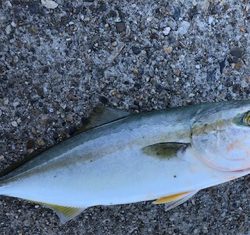 お月見からの〜ツバス