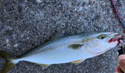 お月見からの〜ツバス