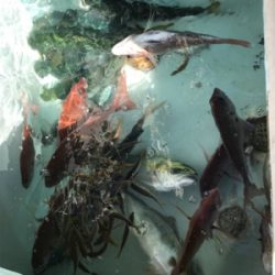 短時間で入れ食い！