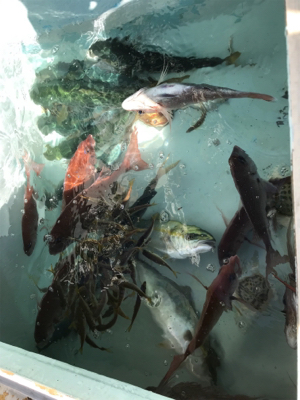 短時間で入れ食い！