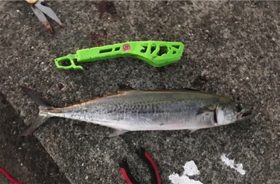 ポーアイ タチウオ サゴシ ハマチ