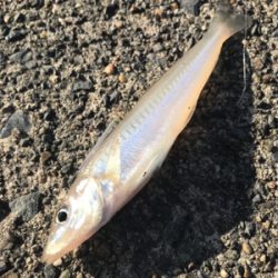 何か釣れれば良いかな