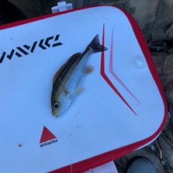 グレフカセ釣り