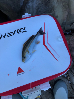 グレフカセ釣り