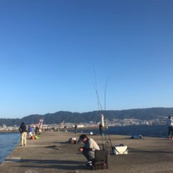 青物パラパラ タチウオ回遊なし