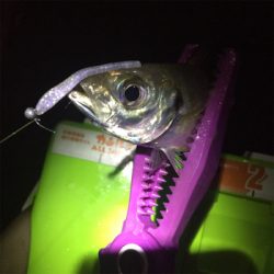 ミッドナイトアジング