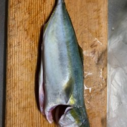 タチウオ不在も