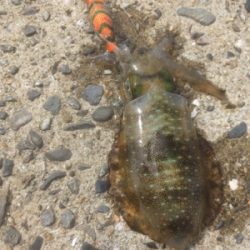 徐々にサイズアップ気味