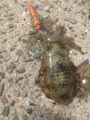 徐々にサイズアップ気味