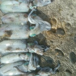 自作エギでアオリ10杯！モズクガニも！！おまけにキジハタ・・・