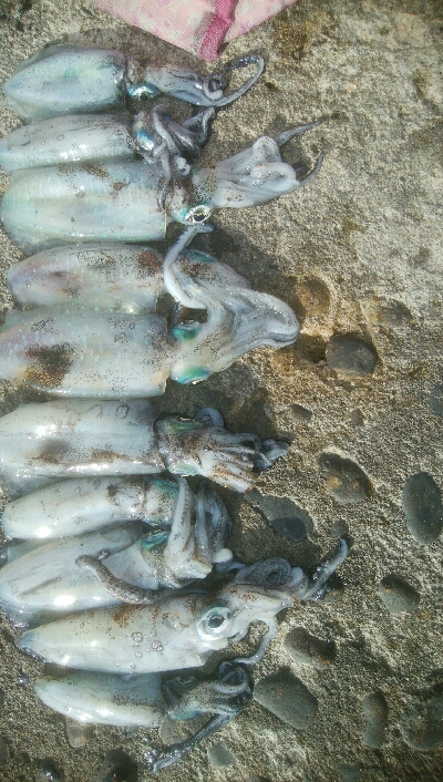 自作エギでアオリ10杯！モズクガニも！！お…