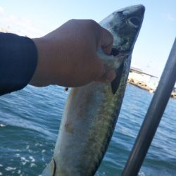 今日は五目釣り?