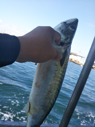 今日は五目釣り?