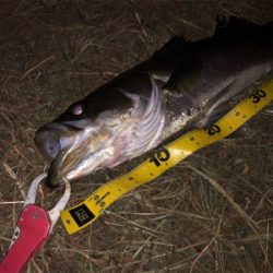 この秋初シーバス