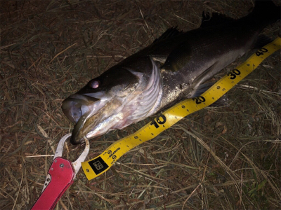 この秋初シーバス